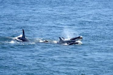 REDUCING VESSEL ACTIVITY KEY TO SOUTHERN RESIDENT KILLER WHALE SURVIVAL